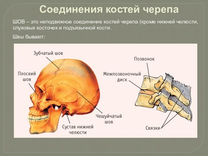 Соединения костей черепа ШОВ – это неподвижное соединение костей черепа (кроме нижней челюсти,