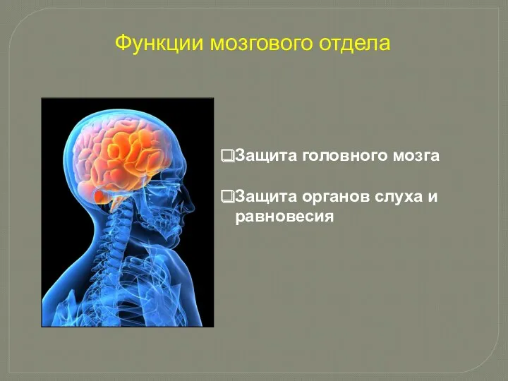 Защита головного мозга Защита органов слуха и равновесия Функции мозгового отдела