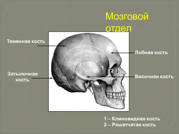 Мозговой отдел Лобная кость Теменная кость Затылочная кость Височная кость 1 1 –