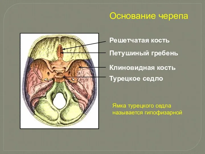 Решетчатая кость Петушиный гребень Клиновидная кость Турецкое седло Основание черепа Ямка турецкого седла называется гипофизарной