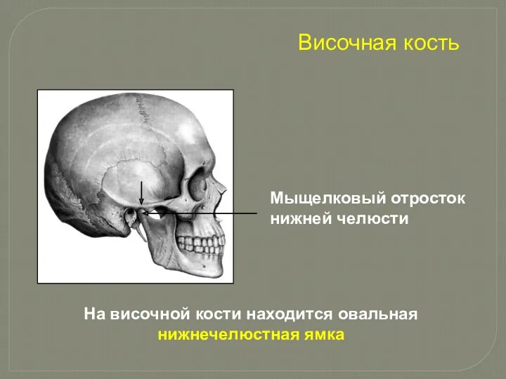 Мыщелковый отросток нижней челюсти На височной кости находится овальная нижнечелюстная ямка Височная кость