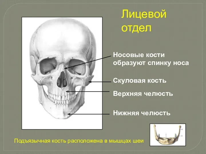 Лицевой отдел Носовые кости образуют спинку носа Скуловая кость Верхняя челюсть Нижняя челюсть
