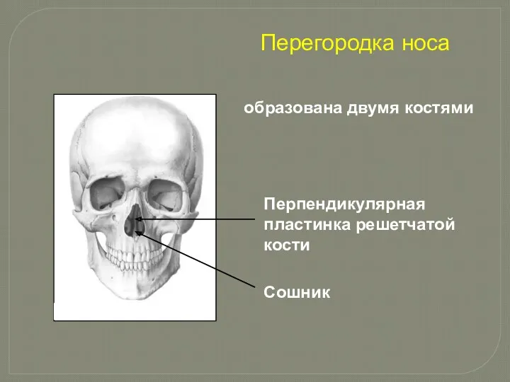 Перегородка носа Перпендикулярная пластинка решетчатой кости Сошник образована двумя костями
