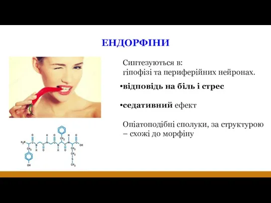 ЕНДОРФІНИ Синтезуються в: гіпофізі та периферійних нейронах. відповідь на біль і стрес седативний