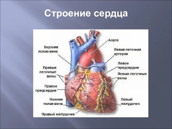 Строение сердца