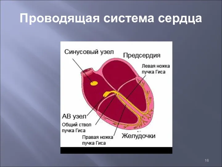 Проводящая система сердца