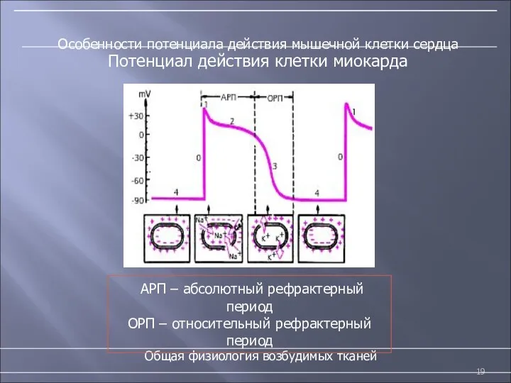 Особенности потенциала действия мышечной клетки сердца Общая физиология возбудимых тканей Потенциал действия клетки