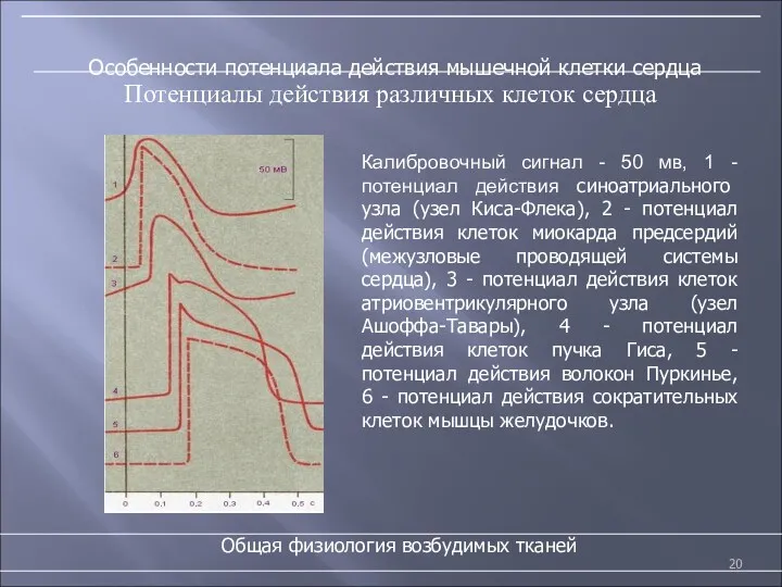 Особенности потенциала действия мышечной клетки сердца Общая физиология возбудимых тканей