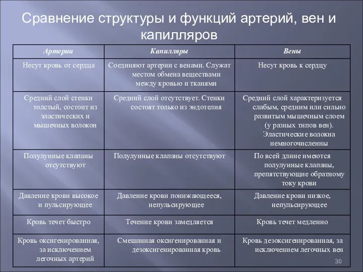 Сравнение структуры и функций артерий, вен и капилляров