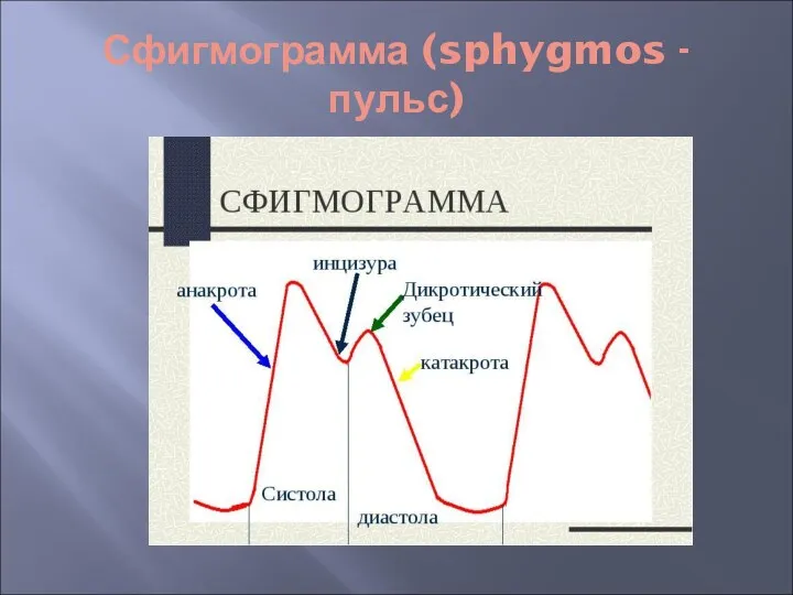 Сфигмограмма (sphygmos - пульс)