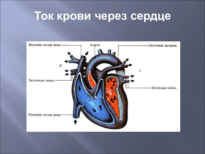 Ток крови через сердце