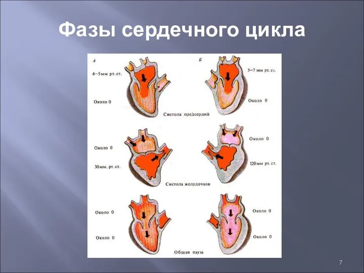 Фазы сердечного цикла
