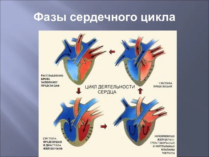 Фазы сердечного цикла