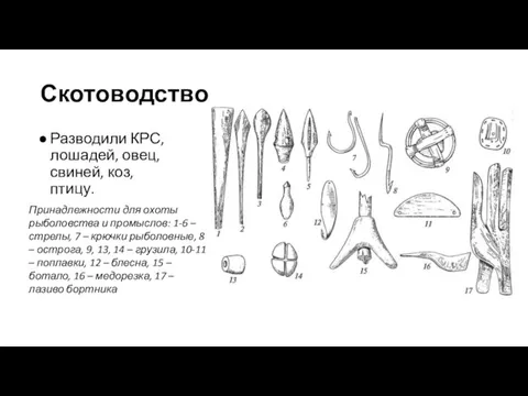 Скотоводство Разводили КРС, лошадей, овец, свиней, коз, птицу. Принадлежности для