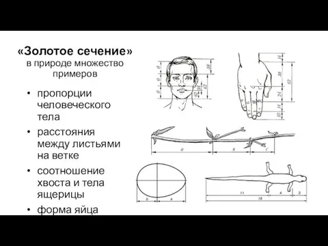 «Золотое сечение» в природе множество примеров пропорции человеческого тела расстояния