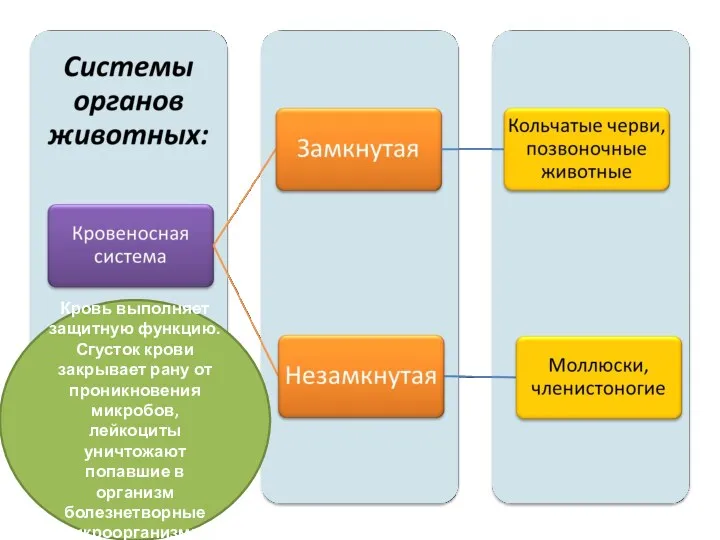 Кровь выполняет защитную функцию. Сгусток крови закрывает рану от проникновения