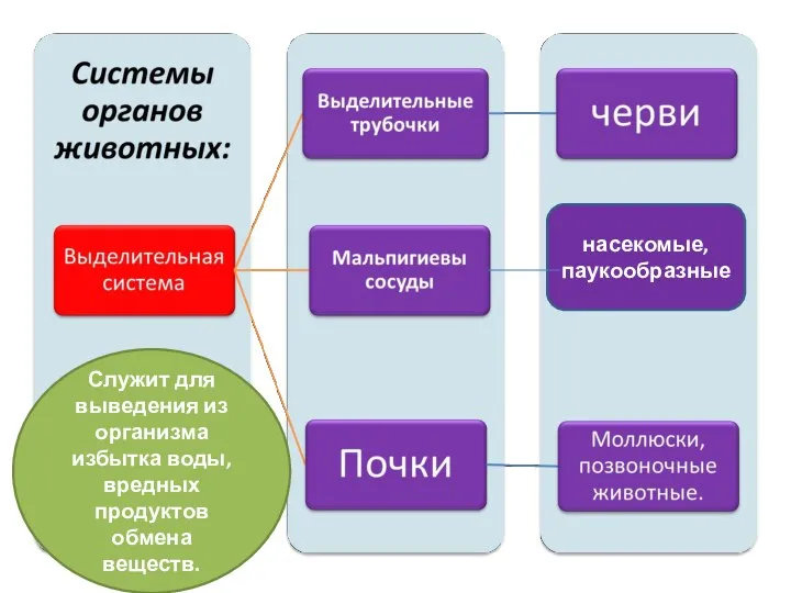 насекомые, паукообразные Служит для выведения из организма избытка воды, вредных продуктов обмена веществ.