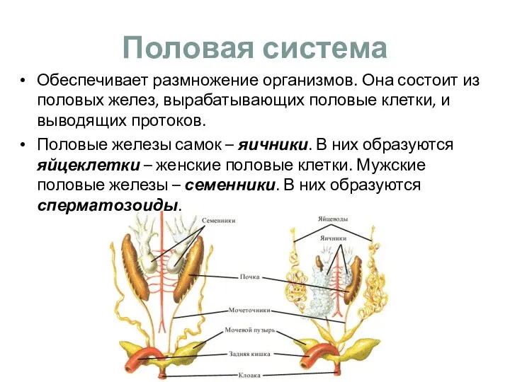 Половая система Обеспечивает размножение организмов. Она состоит из половых желез,