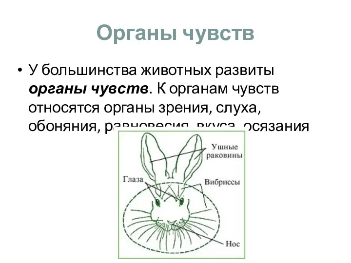 Органы чувств У большинства животных развиты органы чувств. К органам