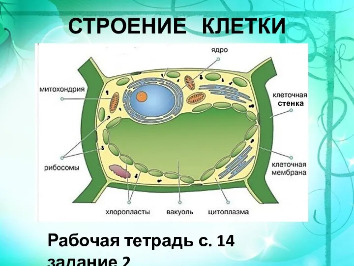 СТРОЕНИЕ КЛЕТКИ стенка Рабочая тетрадь с. 14 задание 2