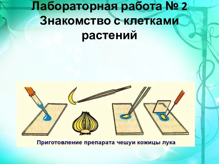 Лабораторная работа № 2 Знакомство с клетками растений