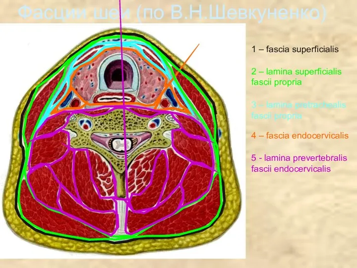 Фасции шеи (по В.Н.Шевкуненко) 1 – fascia superficialis 2 –