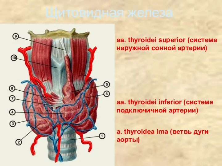 Щитовидная железа aa. thyroidei superior (система наружной сонной артерии) aa.