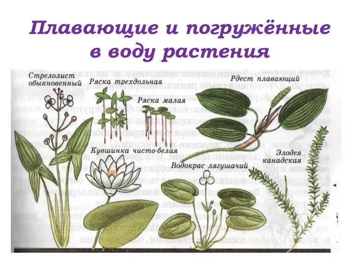 Плавающие и погружённые в воду растения