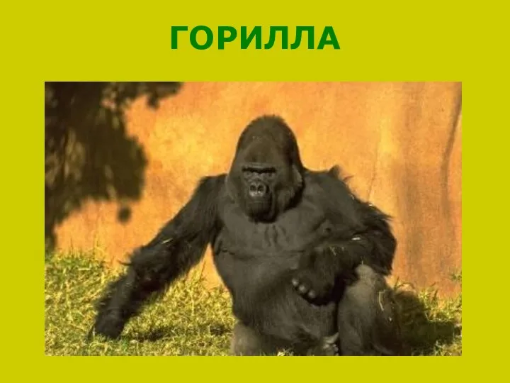 ГОРИЛЛА