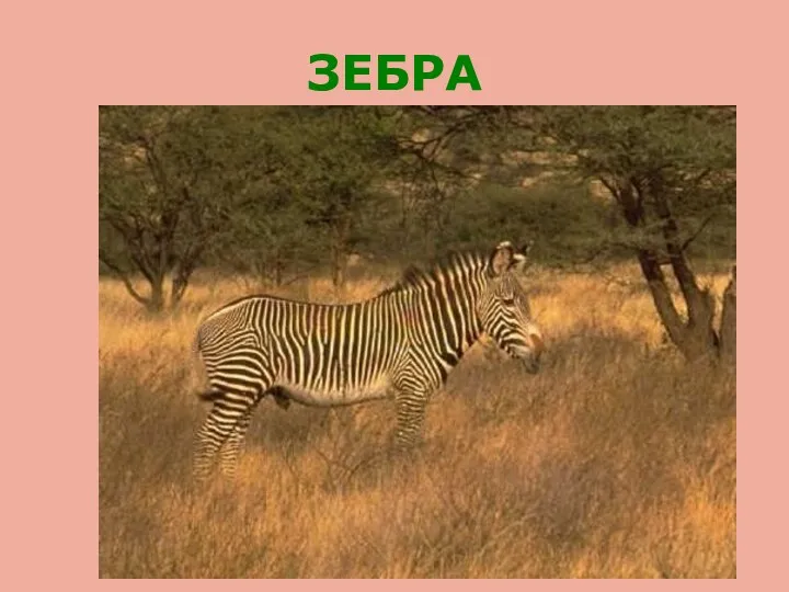 ЗЕБРА