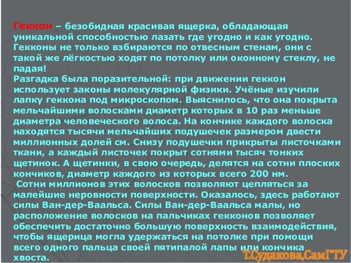 Геккон – безобидная красивая ящерка, обладающая уникальной способностью лазать где