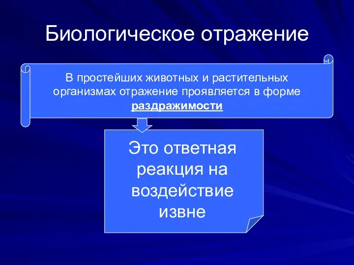 Биологическое отражение В простейших животных и растительных организмах отражение проявляется