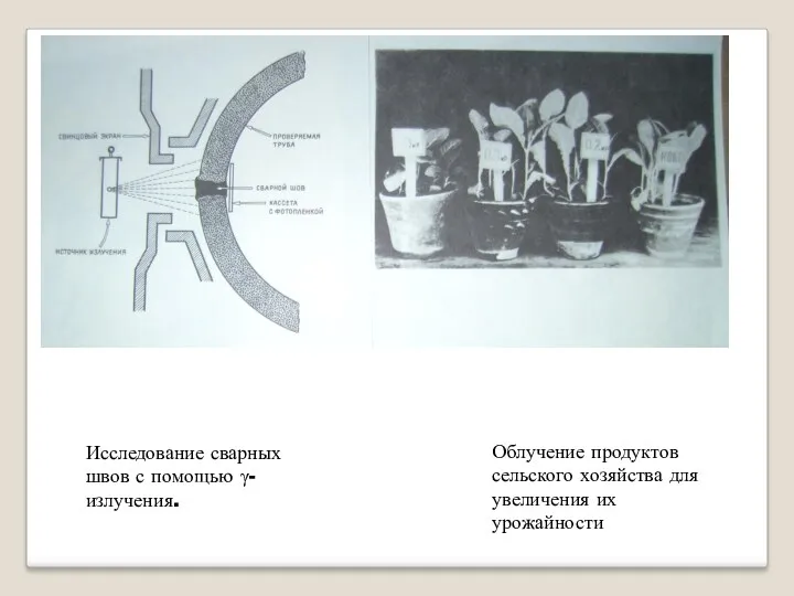 Исследование сварных швов с помощью γ-излучения. Облучение продуктов сельского хозяйства для увеличения их урожайности