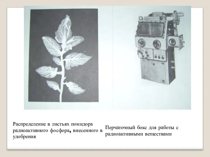 Распределение в листьях помидора радиоактивного фосфора, внесенного в удобрения Перчаточный бокс для работы с радиоактивными веществами