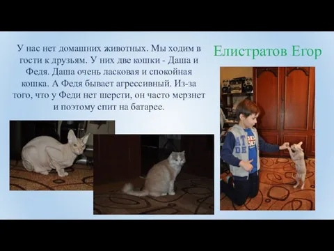 Елистратов Егор У нас нет домашних животных. Мы ходим в