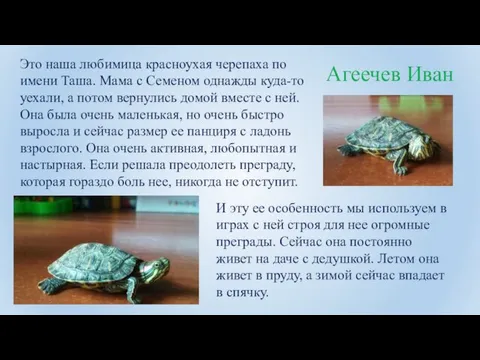 Агеечев Иван Это наша любимица красноухая черепаха по имени Таша.