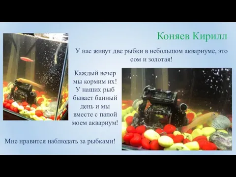 Коняев Кирилл У нас живут две рыбки в небольшом аквариуме,