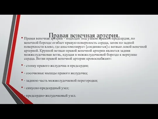 Правая венечная артерия. Правая венечная артерия – подходит под ушком