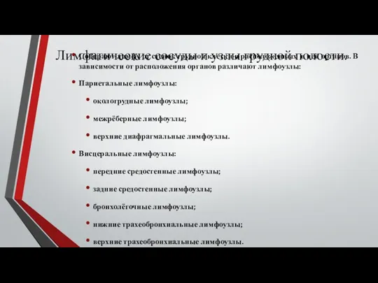 Лимфатические сосуды и узлы грудной полости. Собирают лимфу от стенок