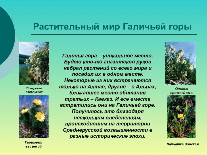 Растительный мир Галичьей горы Шиверекия подольская Горицвет весенний Оносма простейшая.