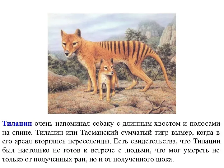 Тилацин очень напоминал собаку с длинным хвостом и полосами на