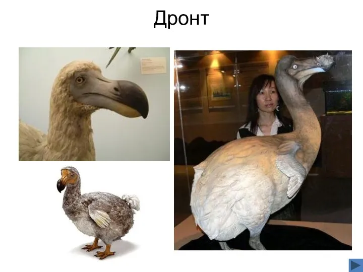 Дронт