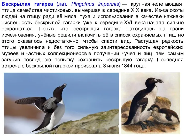 Бескры́лая гага́рка (лат. Pinguinus impennis) — крупная нелетающая птица семейства