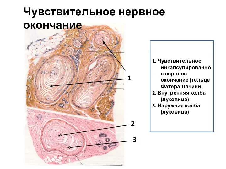 Чувствительное нервное окончание 1. Чувствительное инкапсулированное нервное окончание (тельце Фатера-Пачини) 2. Внутренняя колба