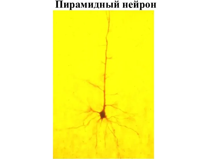 Пирамидный нейрон