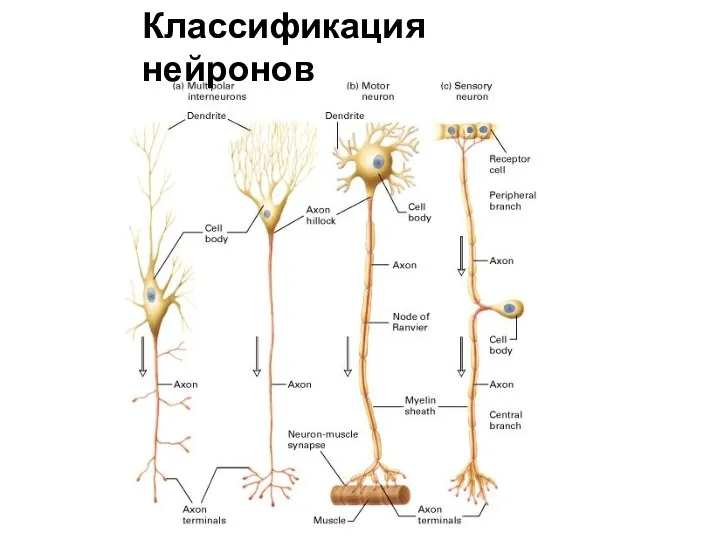 Классификация нейронов