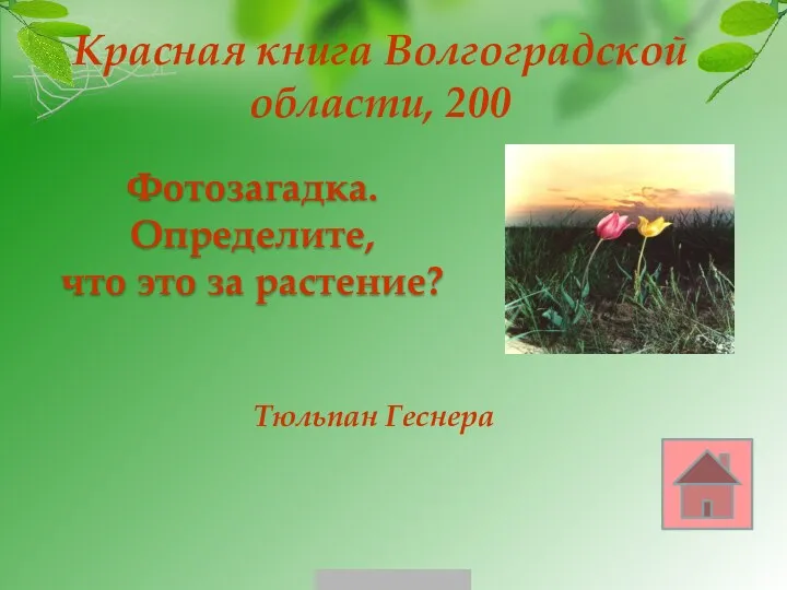 Красная книга Волгоградской области, 200 Тюльпан Геснера Фотозагадка. Определите, что это за растение?