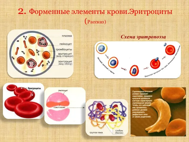 2. Форменные элементы крови.Эритроциты (Рассказ) Схема эритропоэза