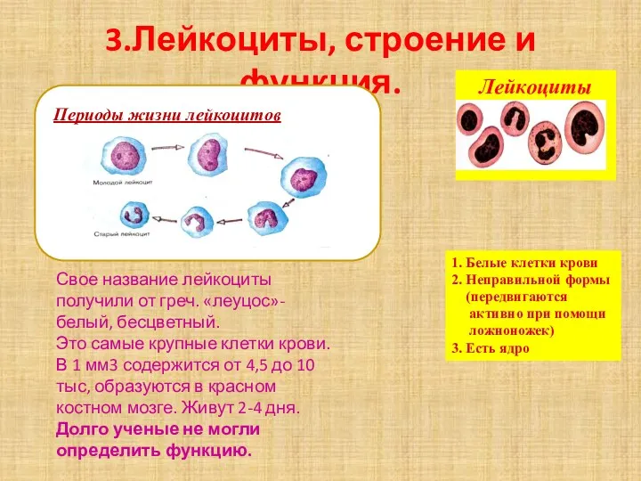 3.Лейкоциты, строение и функция. Лейкоциты 1. Белые клетки крови 2.
