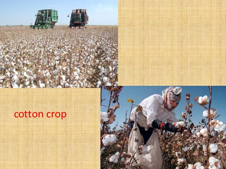 cotton crop